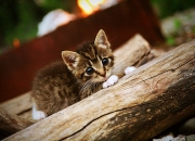 开云体育下载-迪亚斯爆发，澳大利亚压哨击败英格兰，南半球足球的逆袭之夜