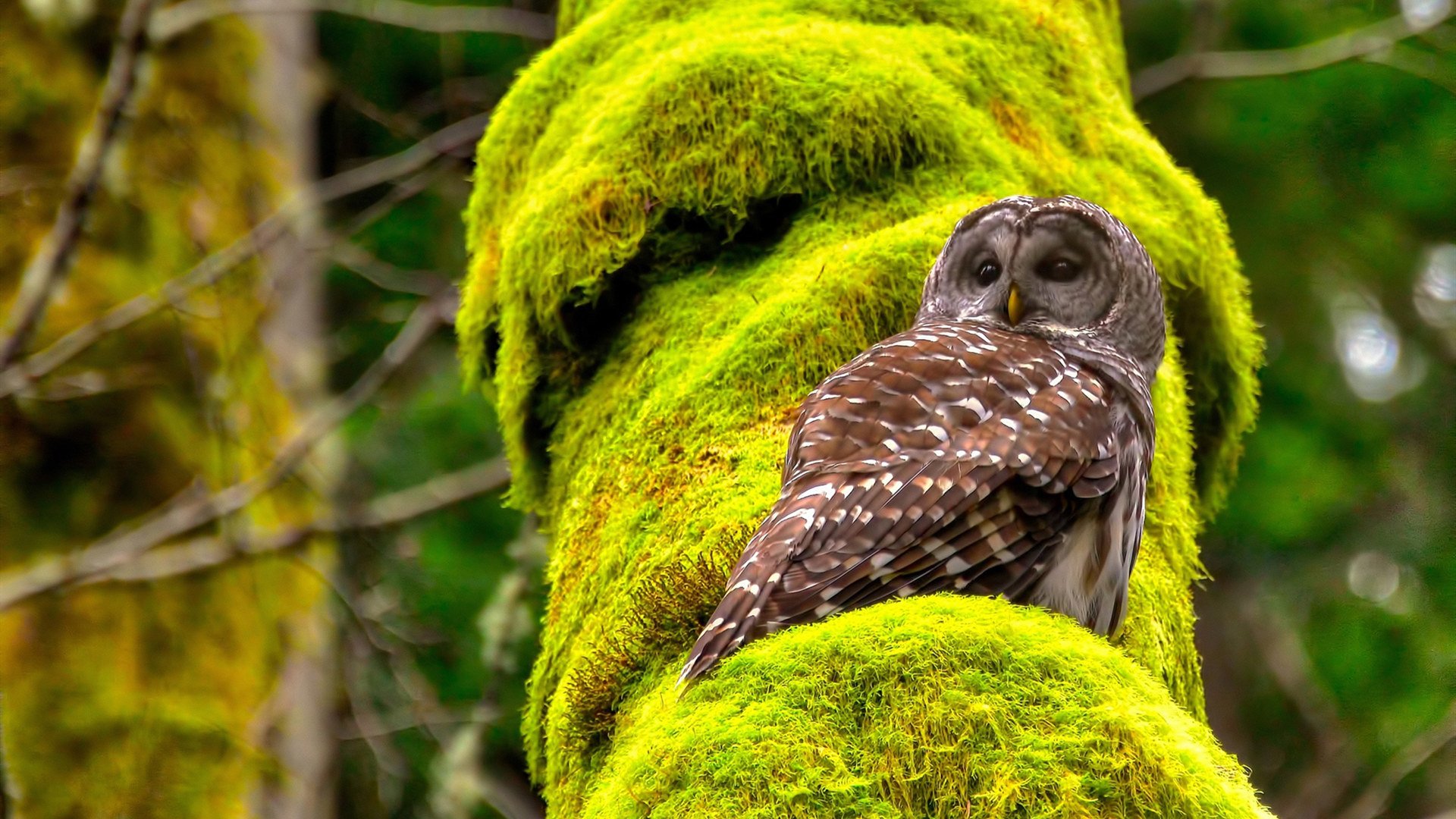 阿克统治全场！比利时巅峰对决险胜荷兰，欧洲红魔再证王者底蕴