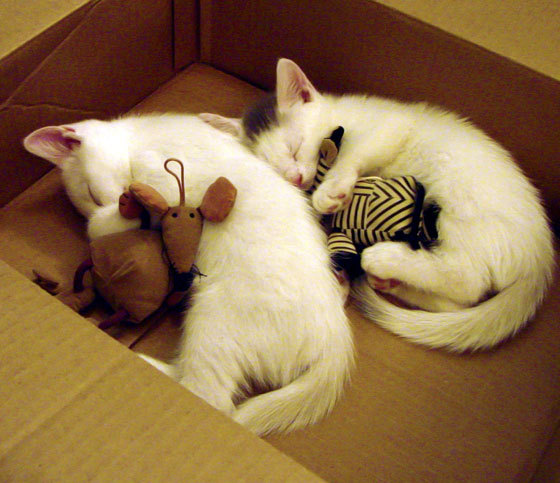 从东决到世界，当玻利维亚淘汰尼日利亚，我们看见了什么？