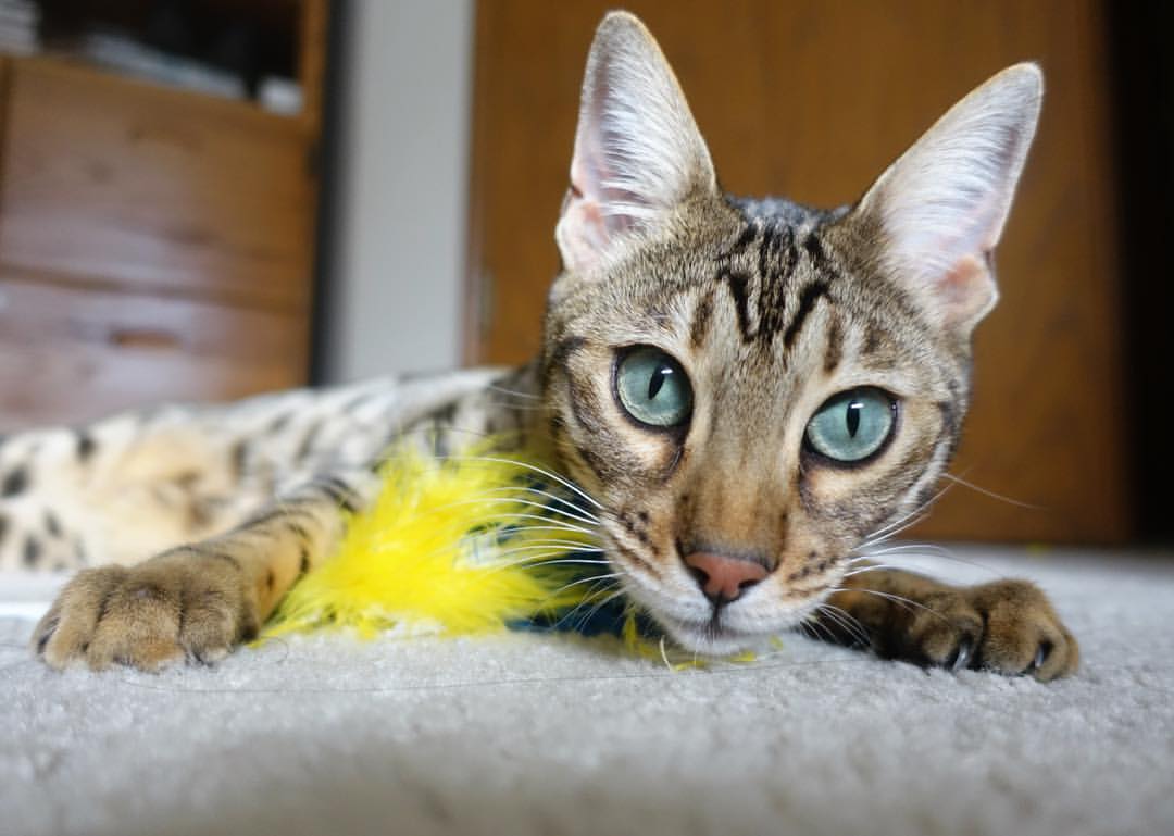 萨内统治全场，厄瓜多尔新星踏平贝蒂斯